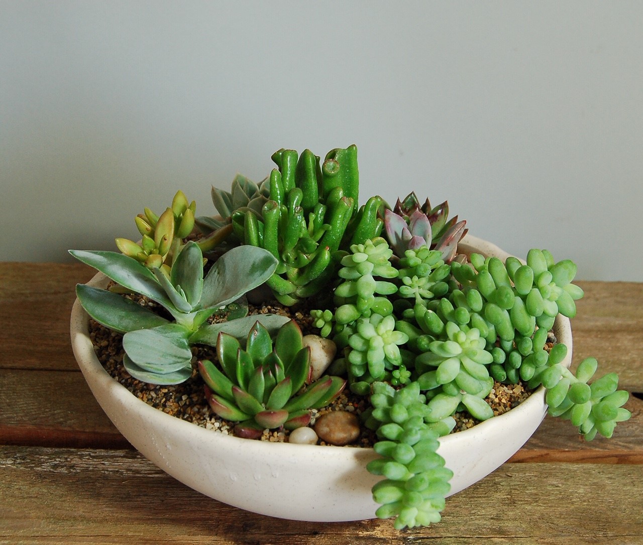 High Desert Succulent Garden | Tammys Floral